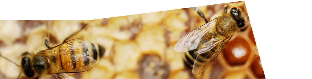 Business Development